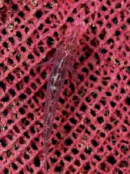 'On the net" from PNG. Taken with Olympus E-20 in Titan h... by Istvan Juhasz 
